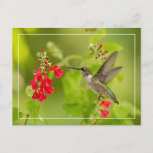 Soft Green Summer Postcard