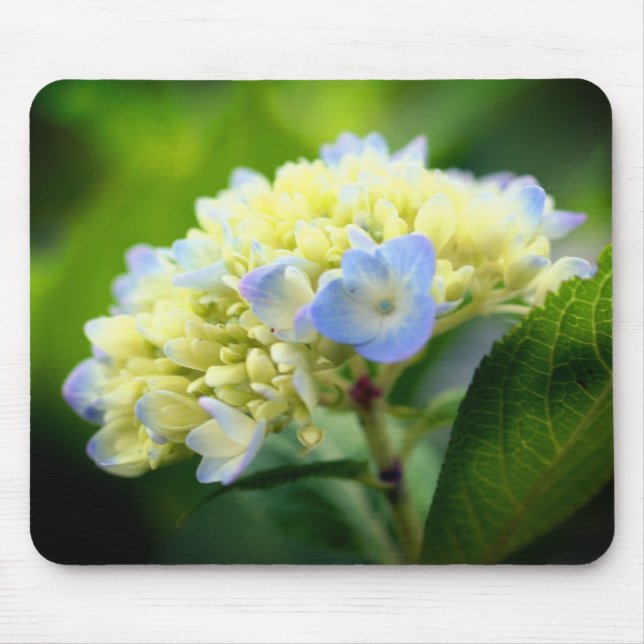 Soft Hydrangea Flower  Mouse Pad (Front)