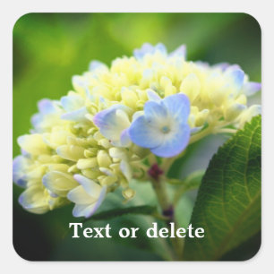 Soft Hydrangea Flower Personalized Square Sticker