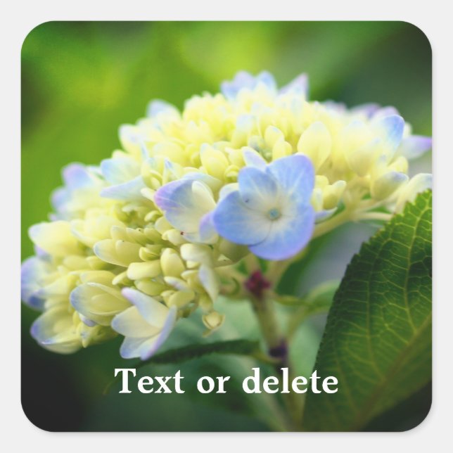Soft Hydrangea Flower Personalized Square Sticker (Front)