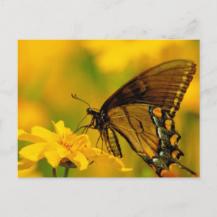 Soft Landing Postcard