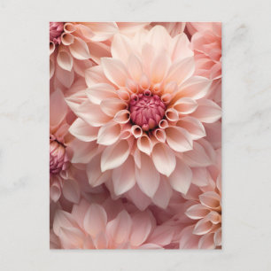 soft pastel coloured dahlia flower  postcard