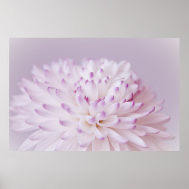 Soft Pastel Flower Photography Poster (Front)