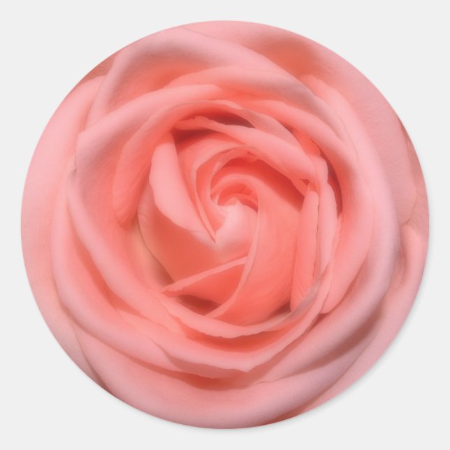 soft pastel pink rose sticker (Front)