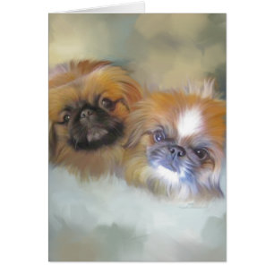 Soft Pekingese Duo