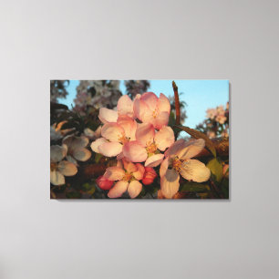 Soft Pink Apple Blossoms Wrapped Canvas Print