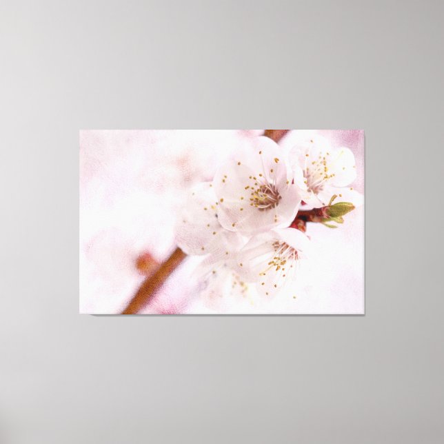 Soft Pink Apricot Flowers In Spring Canvas Print (Front)