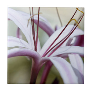 Soft Pink Lily Flower Botanical Photo Art Tile