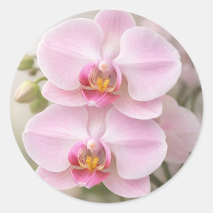 Soft Pink Phalaenopsis Orchid Classic Round Sticker