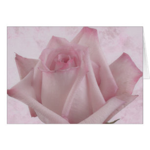 Soft Pink Rose Flower Card