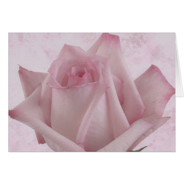 Soft Pink Rose Flower Card (Front Horizontal)