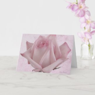 Soft Pink Rose Flower  Card