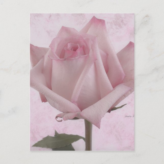 Soft Pink Rose Flower Postcard (Front)