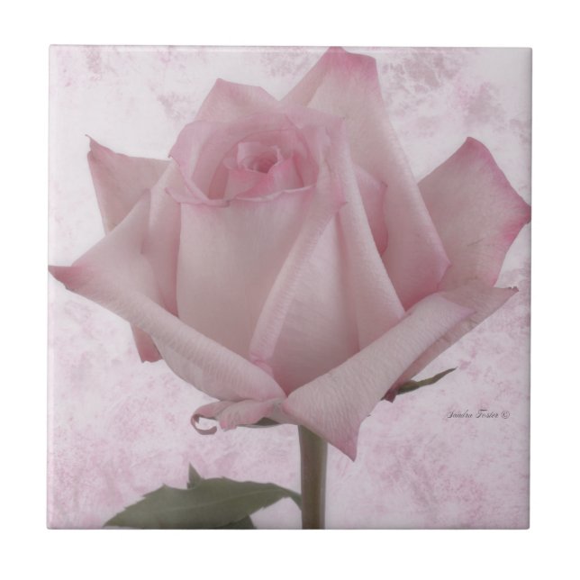 Soft Pink Rose Flower Tile (Front)