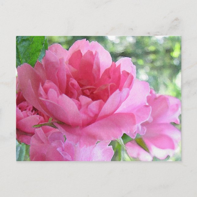 Soft Pink Rose Postcard (Front)