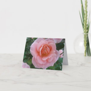 Soft Pink Rose Romantic Folded Note Cards