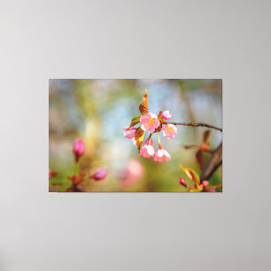 Soft Pink Tender Sakura Flowers In Springtime Canvas Print