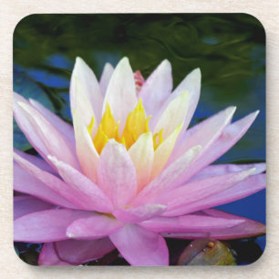 Soft Pink Waterlily Coaster