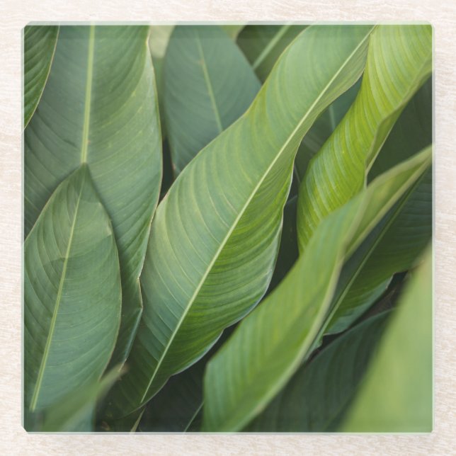 Soft ropical Green Leaves Botanical Glass Coaster (Front)
