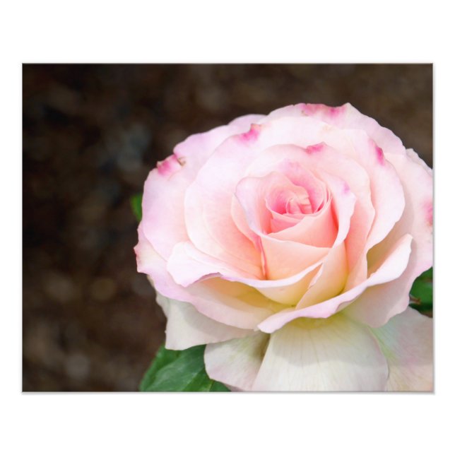 Soft Rose Photo Print (Front)