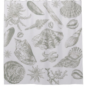 Soft Sage Grey Seashell Sketch Antique Nature