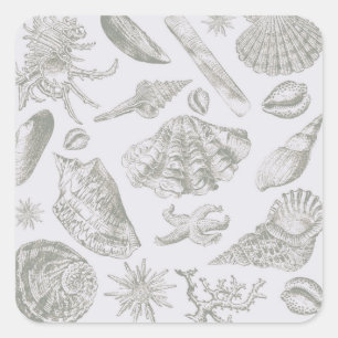 Soft Sage Grey Seashell Sketch Antique Nature Square Sticker