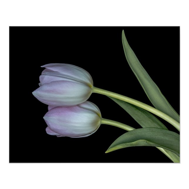 Soft tulips. poster (Front)