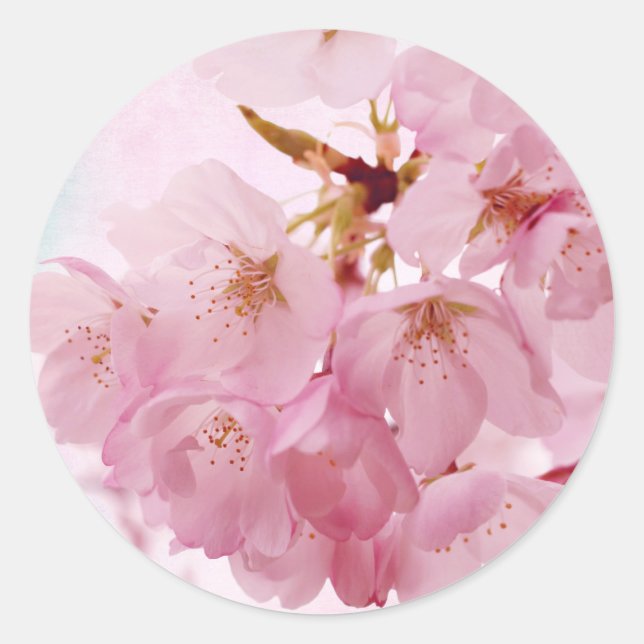 Soft Vintage Pink Cherry Blossoms Classic Round Sticker (Front)