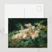 Soft White Blossoms with Butterflies