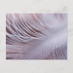 Soft white feather macro photography postcard