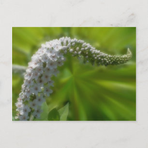 Soft White Flower Nature Postcard