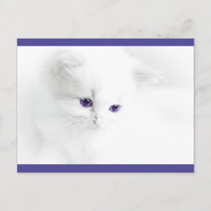 Soft White Kitten with Purple Eyes Postcard