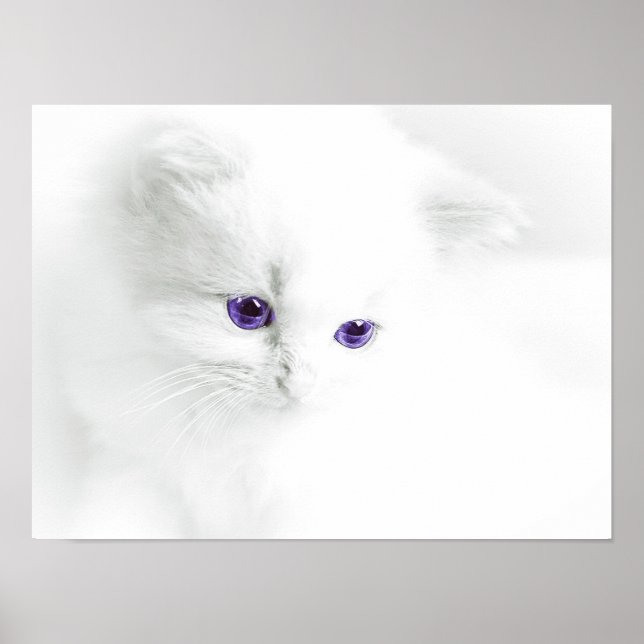 Soft White Kitten with Purple Eyes Poster (Front)