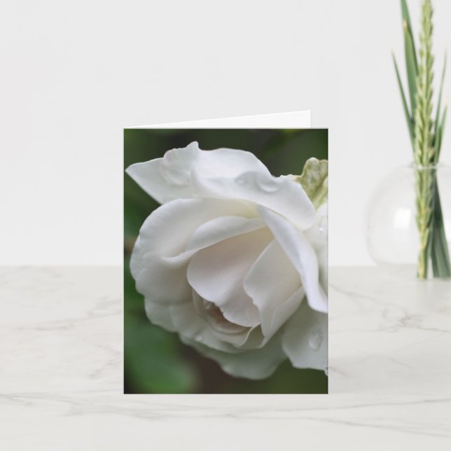Soft White Rose Flower Photography  (Devant)