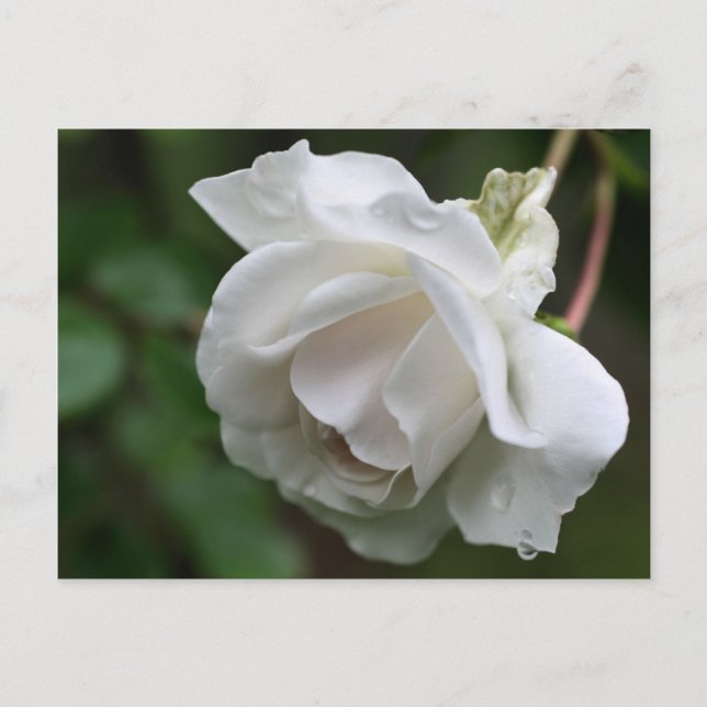 Soft White Rose Flower Photography Postcard (Front)