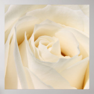 Soft White Rose Poster