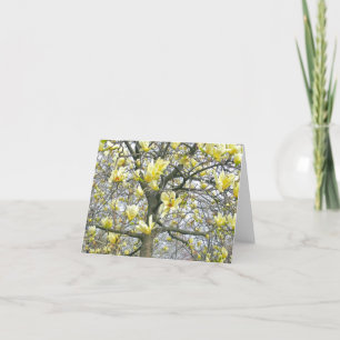 "SOFT YELLOW BLOSSOMS OF MAGNOLIA TREE" (PHOTOG) CARD