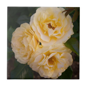 Soft Yellow Roses Ceramic Tile