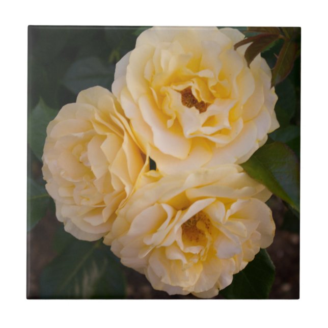 Soft Yellow Roses Ceramic Tile (Front)