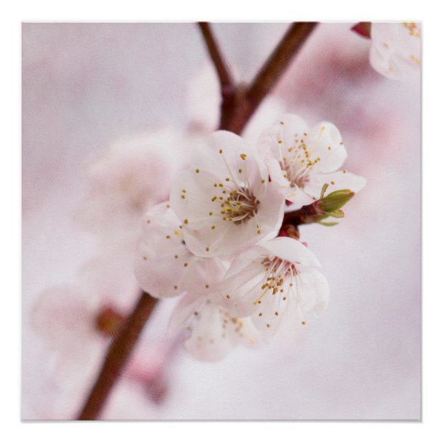 Softness Of Spring Poster (Front)