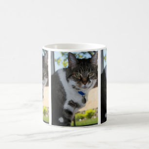Softy Tabby Chat Mug