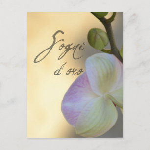 Sogni D'oro (sweet dreams) Orchid Postcard