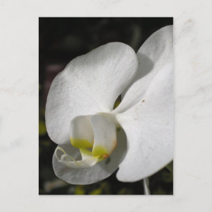Soie - Orchidées blanches - Carte postale