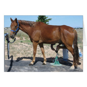 Soin de sabot de maréchal-ferrant de cheval de TWH