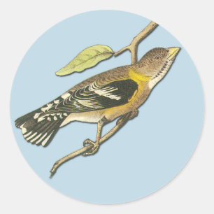 Soirée Audubon Grosbeak Oiseaux Art Stickers