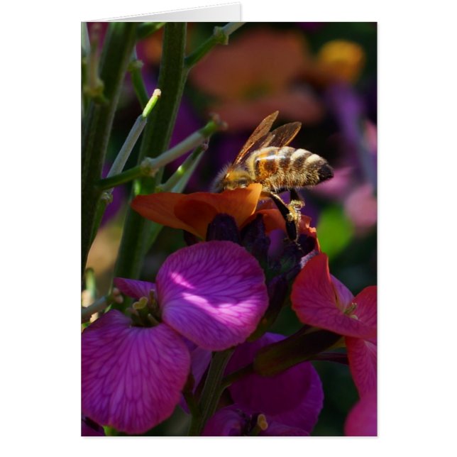 Sois une abeille occupée ! (Devant)