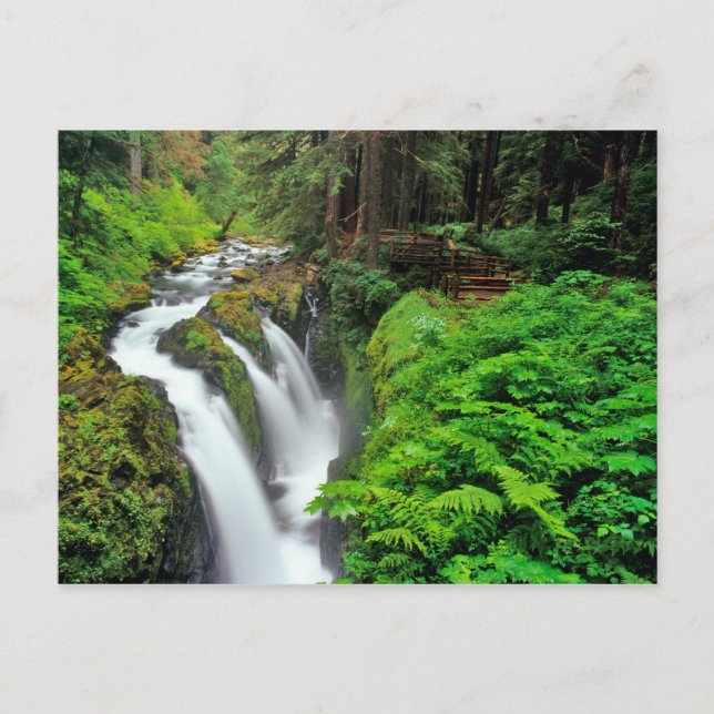 Sol Duc Falls in Olympic National Park in Postcard (Front)