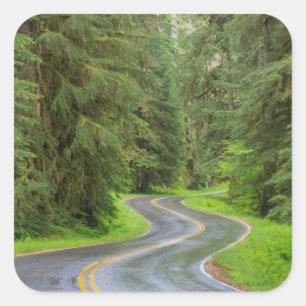 Sol Duc River Road through forest Square Sticker