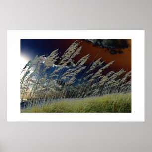 Solarized sea oats picture on florida beach poster