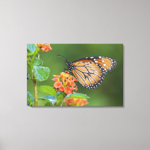 Soldier (Danaus eresimus) butterfly feeding Canvas Print